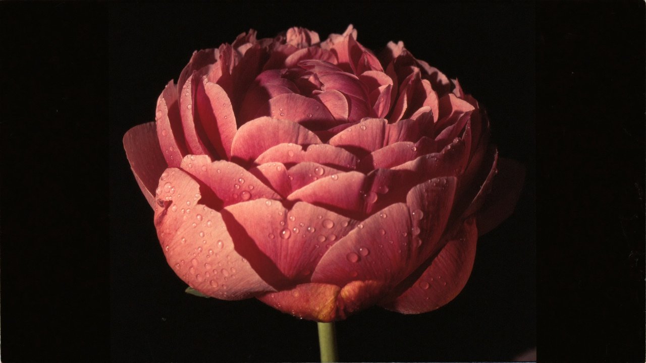 Macro studio shot of a single peony bloom on black
